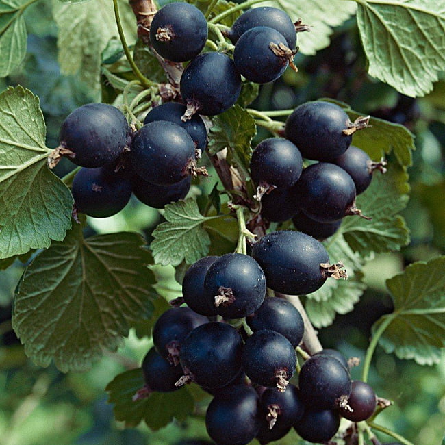 Jostaberry Ribes x nidigrolaria img2 Jostaberry