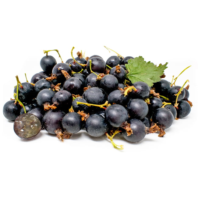 Jostaberry Ribes x nidigrolaria img3 Jostaberry