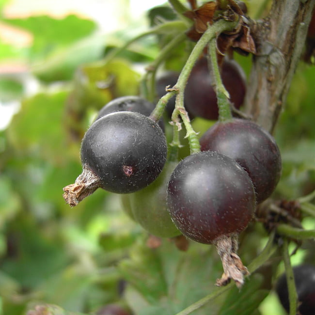 Jostaberry Ribes x nidigrolaria img4 Jostaberry