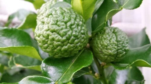 Kaffir Lime