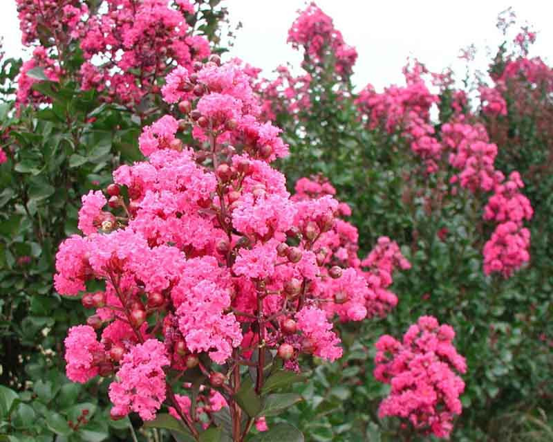 Lagerstroemia Indica Whit III Pink Velour Crape Myrtle Crepe Myrtle Pink (Lagerstroemia indica)