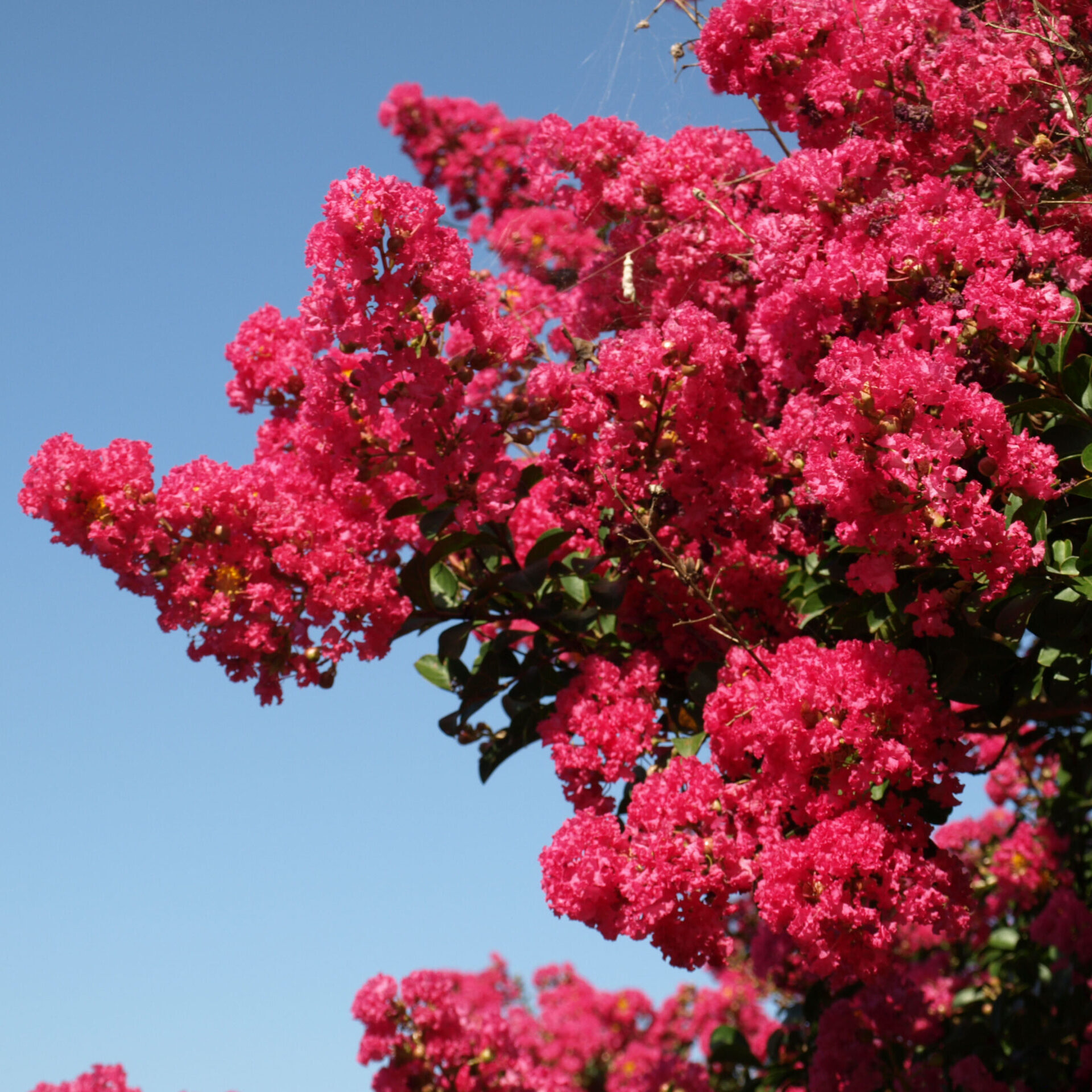 OLYMPUS DIGITAL CAMERA Crepe Myrtle Pink (Lagerstroemia indica)