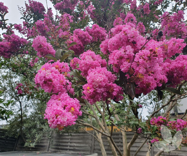 Lagerstroemia Zuni PS (2) small Crepe Myrtle Pink (Lagerstroemia indica)