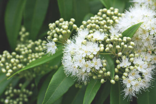 Lemon Myrtle (Backhousia citriodora)