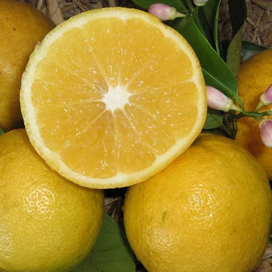 Lemonade fruit tree