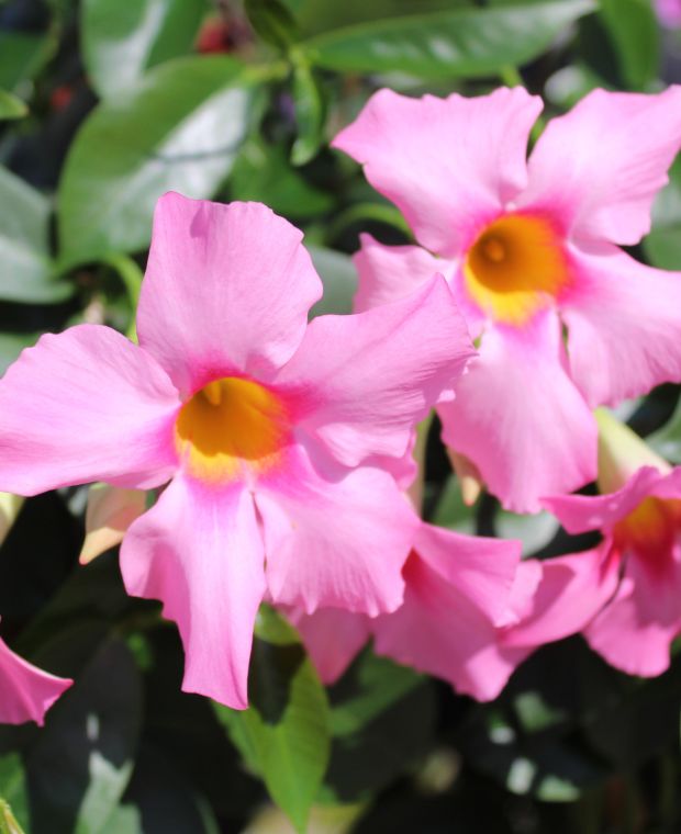 Mandevilla (Dipladenia Pink Form) Mandevilla (Dipladenia Pink Form)