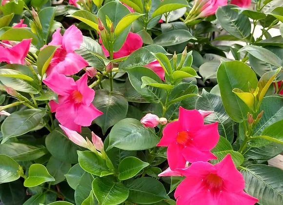 Mandevilla (Dipladenia Pink Form)(1) Mandevilla (Dipladenia Pink Form)