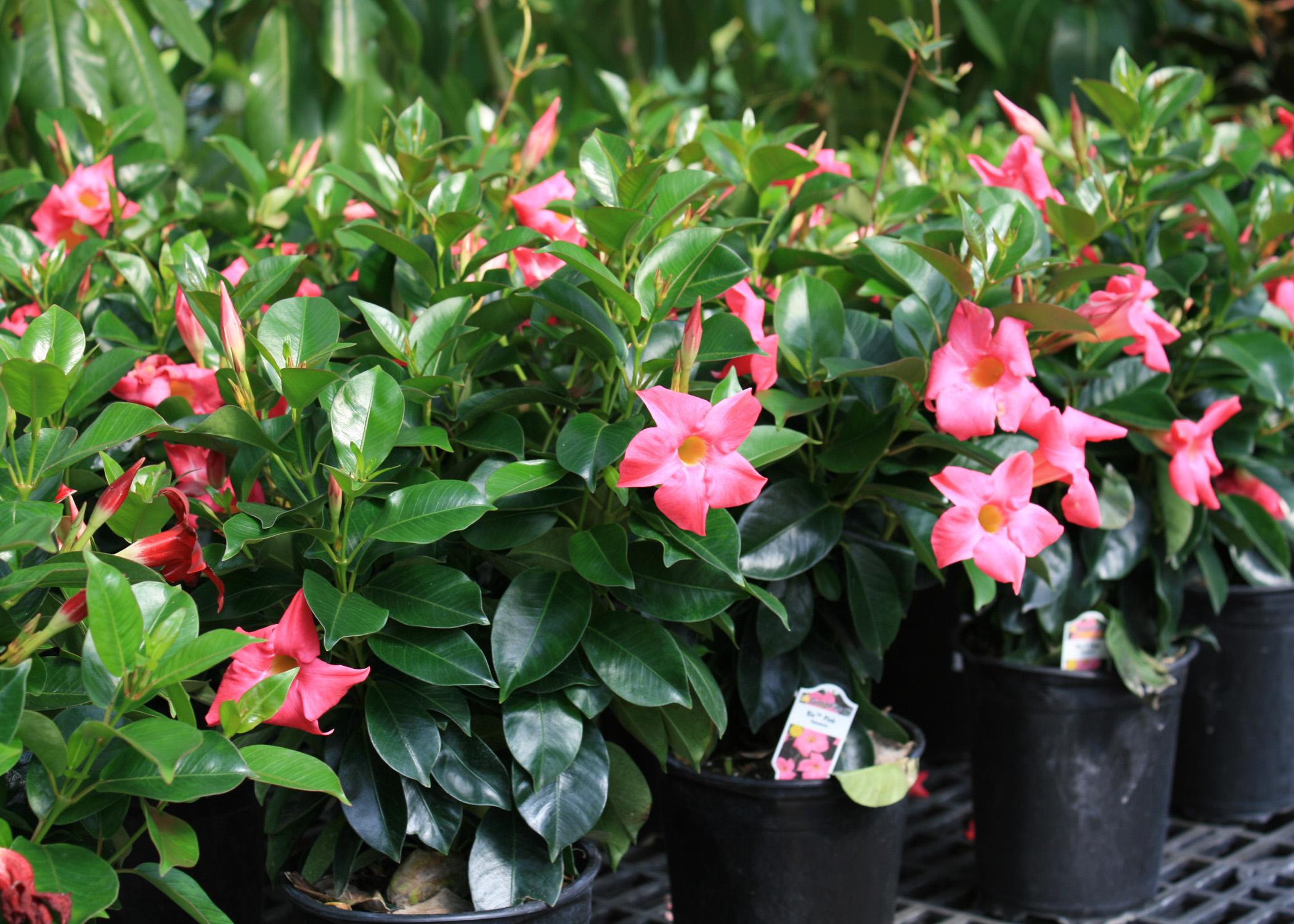 Mandevilla (Dipladenia Pink Form)(3) Mandevilla (Dipladenia Pink Form)