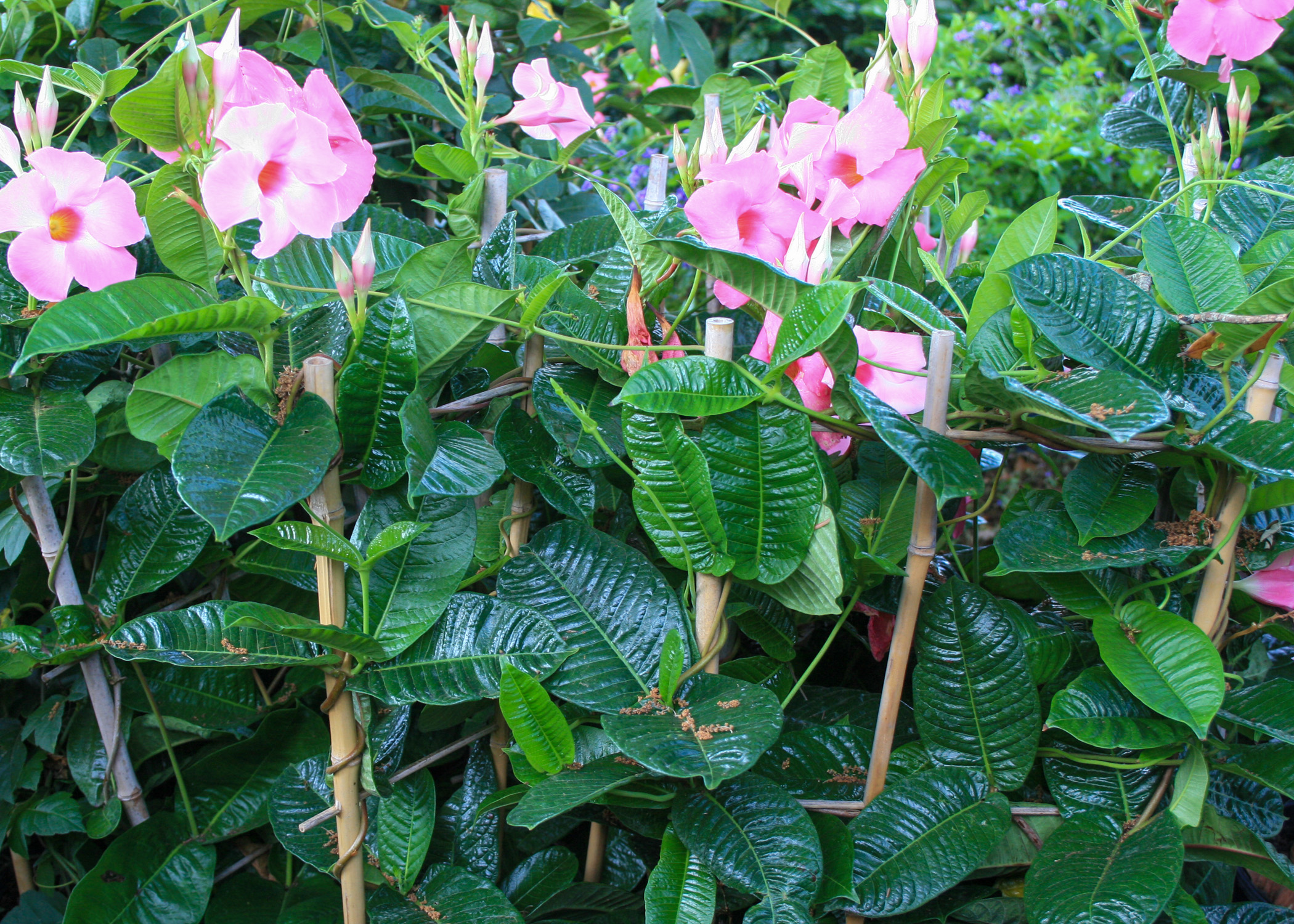 sg20220613 mandevilla Mandevilla (Dipladenia Pink Form)