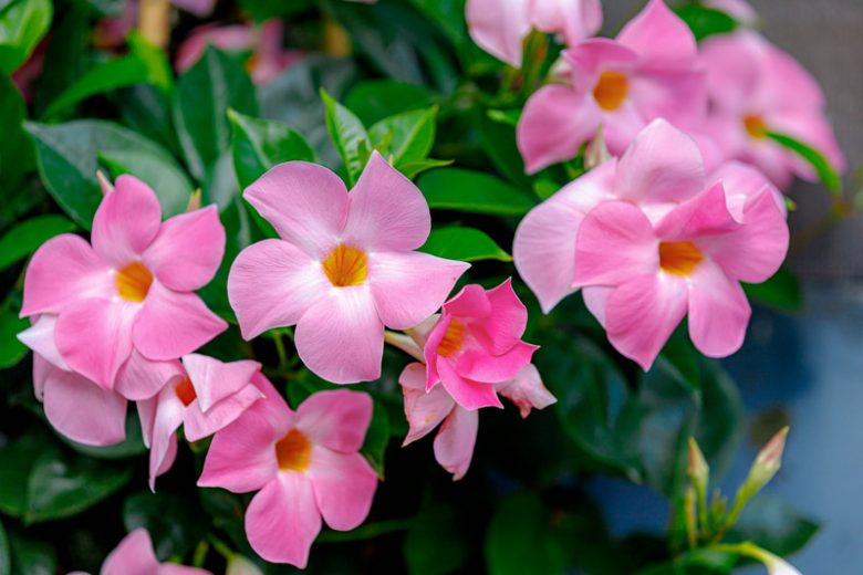 Mandevilla (Dipladenia Pink Form)(5) Mandevilla (Dipladenia Pink Form)