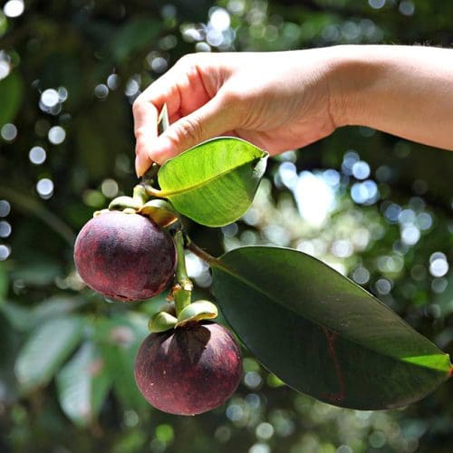 Mangosteen Purple