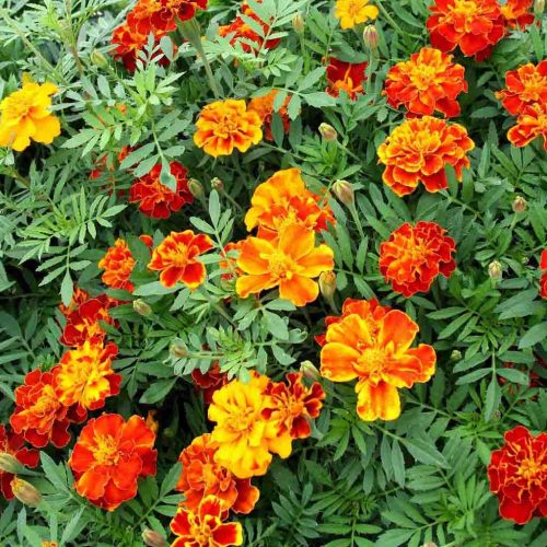 Marigold French Mix