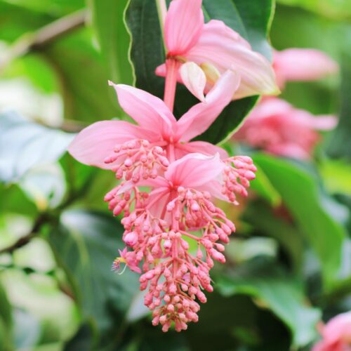 Medinilla (Medinilla hybrid)