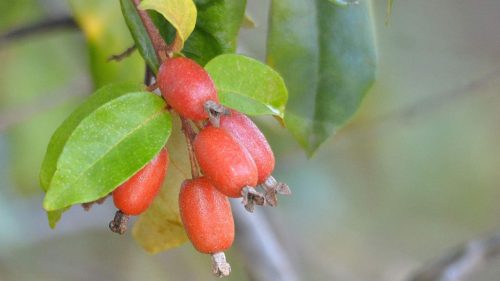 Tucker bush Millaa Milla (Elaeagnus triflora)