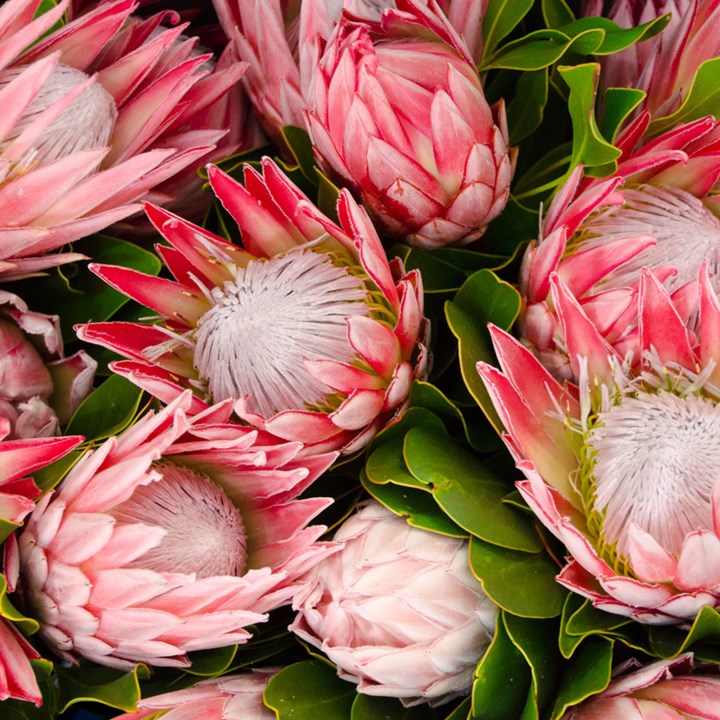 Protea King Pink 2