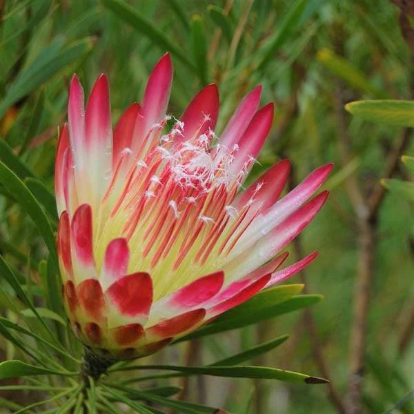 Protea Pink Repens