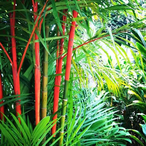 Red Lipstick Palm (Cyrtostachys renda)