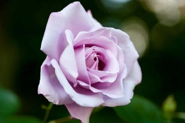 Rose Blue Moon 3 ft Standards (Rosa)
