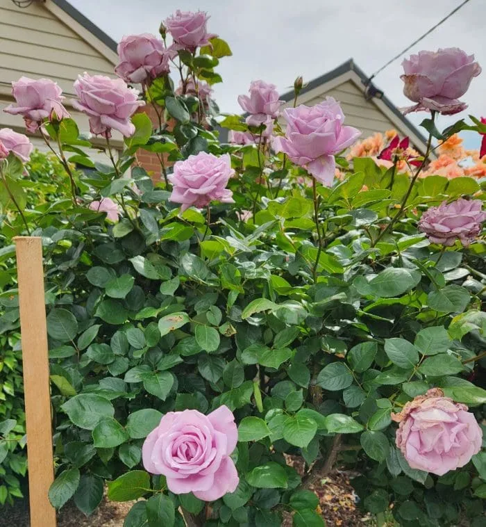 Rose Blue Moon 3 ft Standards (Rosa)