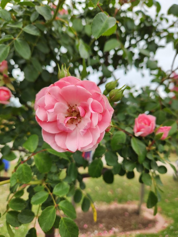 Rose ‘Bonica’ 3ft Standard