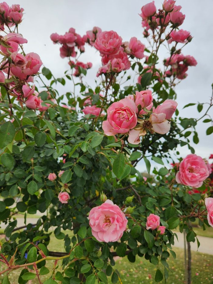 Rose ‘Bonica’ 3ft Standard