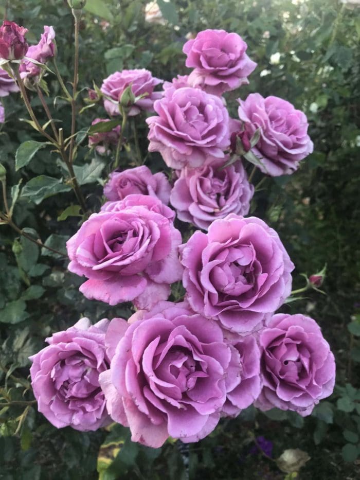 Rose Shocking Blue 3 ft Standards (Rosa)