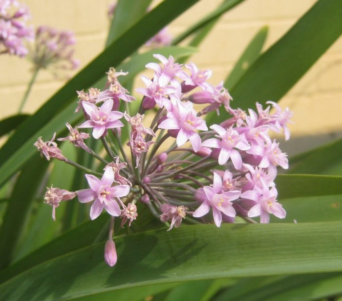 Society Garlic "Fragrant Tulbaghia" (Tulbaghia simmleri)