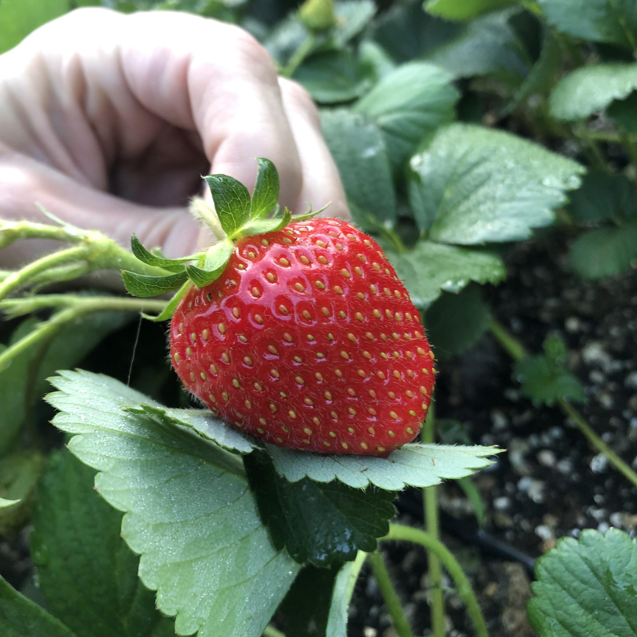 Strawberry 'Delliz' 1 Strawberry 'Delliz'