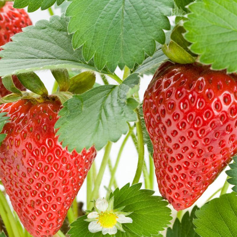 Strawberry 'Delliz' Strawberry 'Delliz'