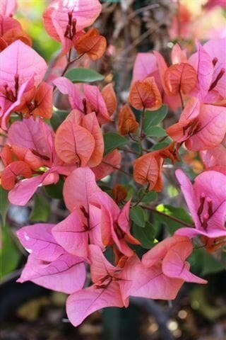 Sunrise Bougainvillea (Bougainvillea Bambino™) Sunrise Bougainvillea (Bougainvillea Bambino™)
