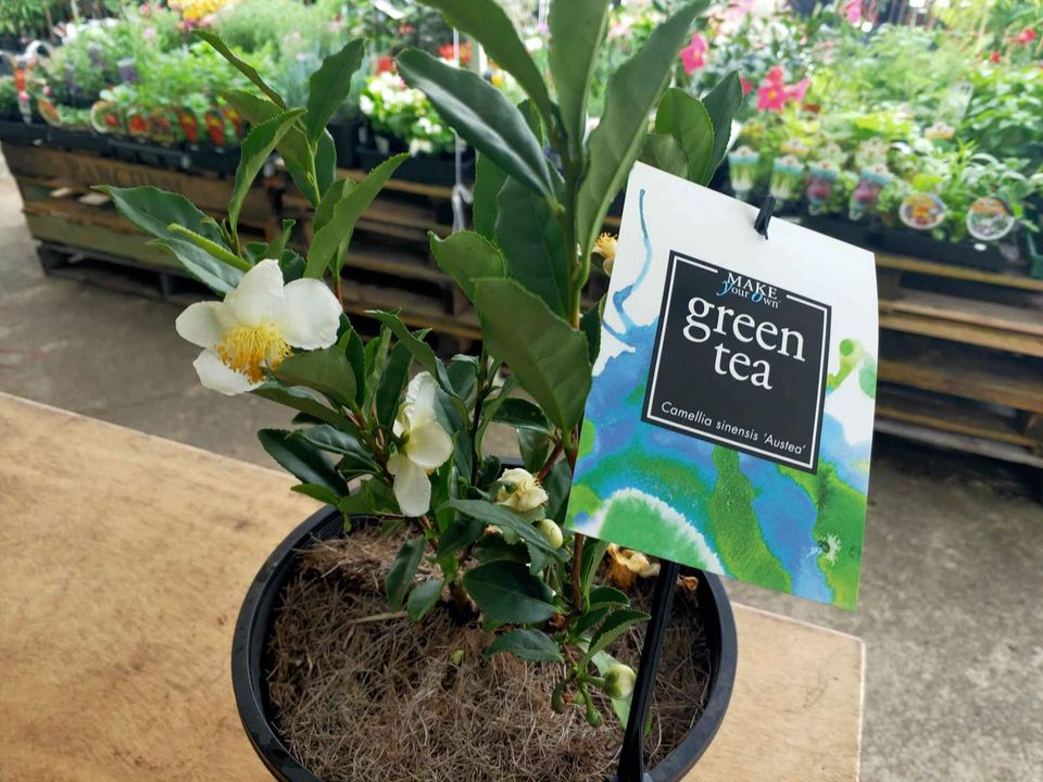 Tea Plant -make your own tea drinks