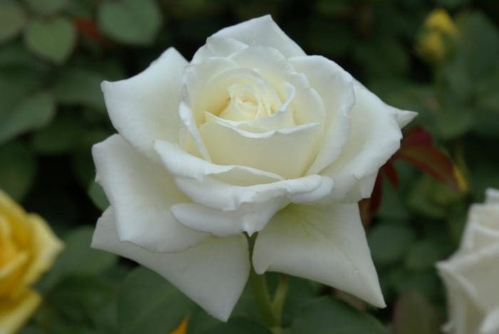 Rose Tineke 2 ft Standards (Rosa)