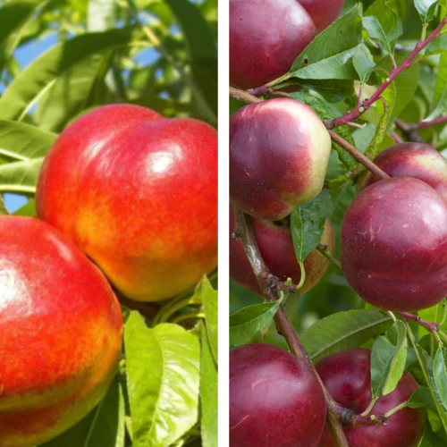 2-Way Nectarine 'Goldmine + Nectared'