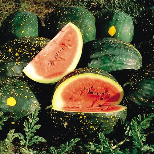 Watermelon 'Moon & Stars'