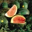 Watermelon 'Moon & Stars'