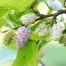 Weeping Mulberry 'White'