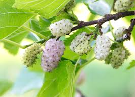Weeping Mulberry 'White'
