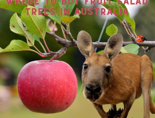 Fruit Salad Trees | Versatile Gardening with Multi-Grafts