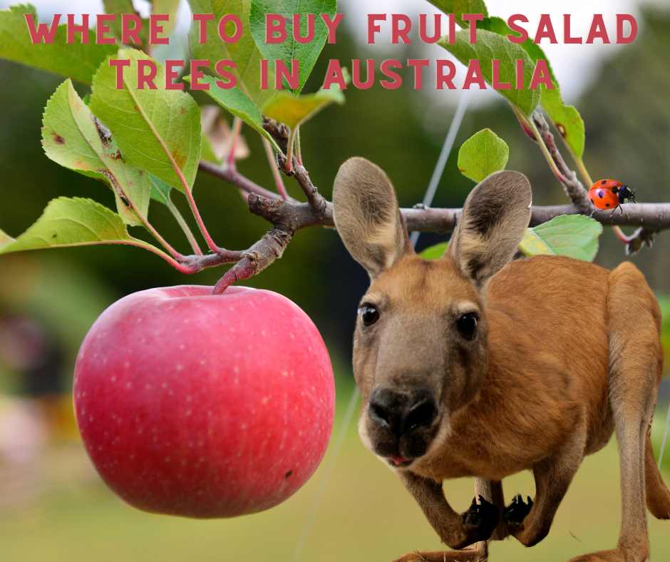 Fruit Salad Trees Versatile Gardening with MultiGrafts