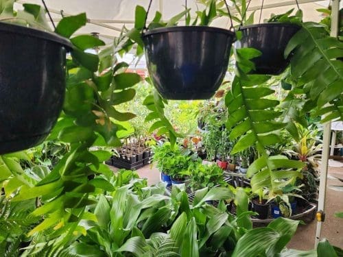 Giant Zig Zag Cactus hanging basket