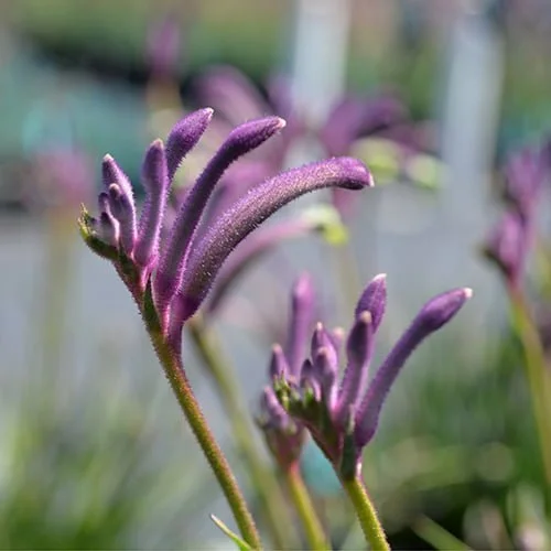 a 52.jpg Island Beauty Fern x surrogatum (Asplenium bulbiferum)