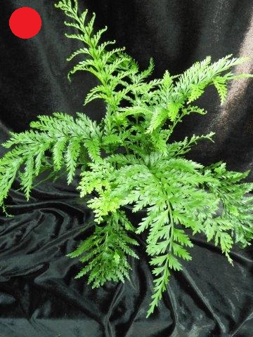 asplenium bulbiferum surrogatum Island Beauty Fern x surrogatum (Asplenium bulbiferum)