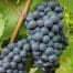 Grape - Black Muscat
