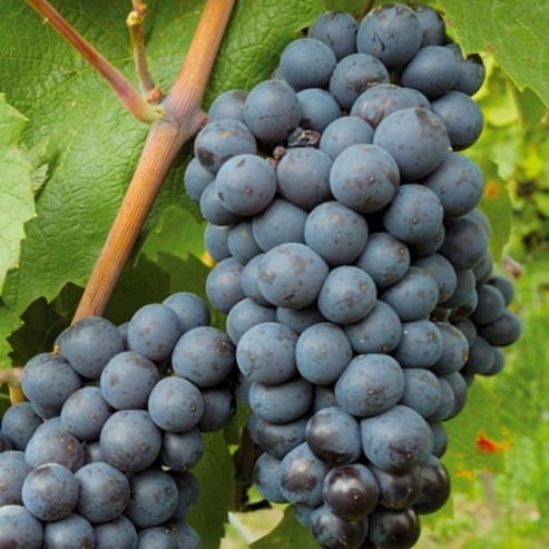 Grape - Black Muscat