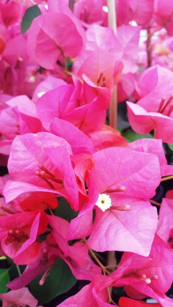 boug sunrise Sunrise Bougainvillea (Bougainvillea Bambino™)