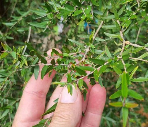 Lemon Myrtle (Copy)