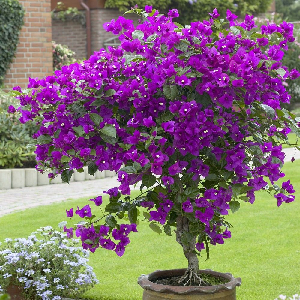 e1767ec9a848435468f606182458d8fc Bougainvillea Vera Deep Purple (Bougainvillea glabra)