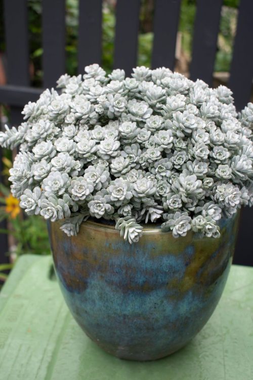 Sedum 'Silver Blob'