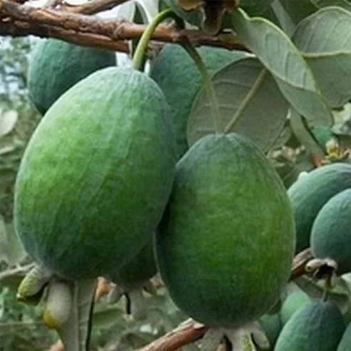 feijoa mammoth img2 Feijoa Mammoth