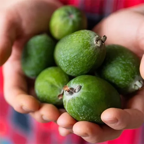 feijoa mammoth img4 Feijoa Mammoth